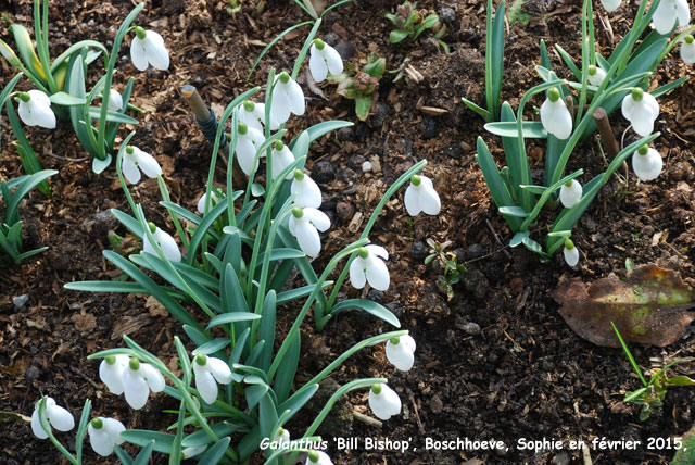 Galanthus 'Bill Bishop'