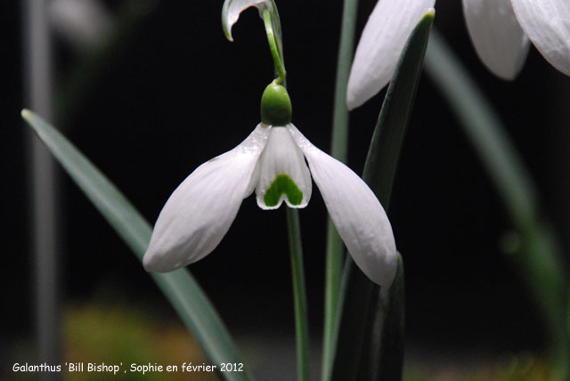 Galanthus 'Bill Bishop'