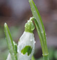 Galanthus 'Clovis'