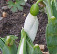 Galanthus elwesii var. monostichus 'Miller's Late'