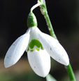 Galanthus elwesii var. monostichus 'Roger's Rough'