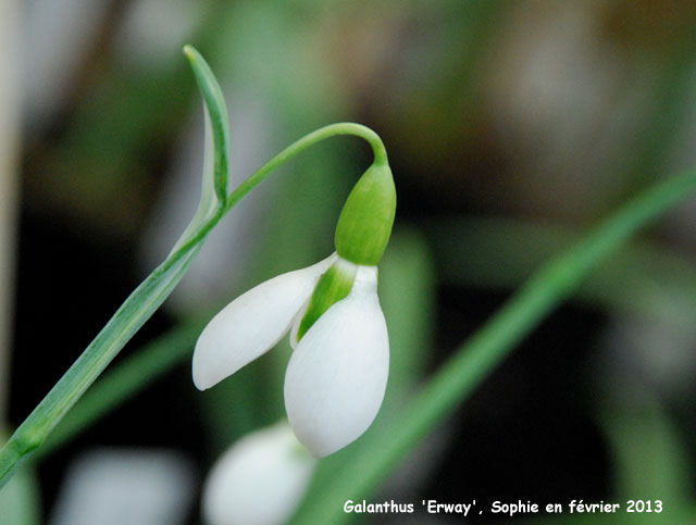 Galanthus 'Erway'