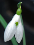 Galanthus 'Funny Justine'