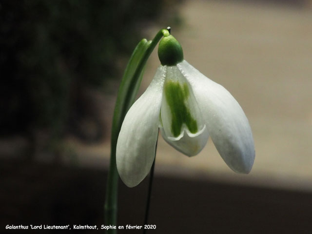 Galanthus 'Lord Lieutenant'