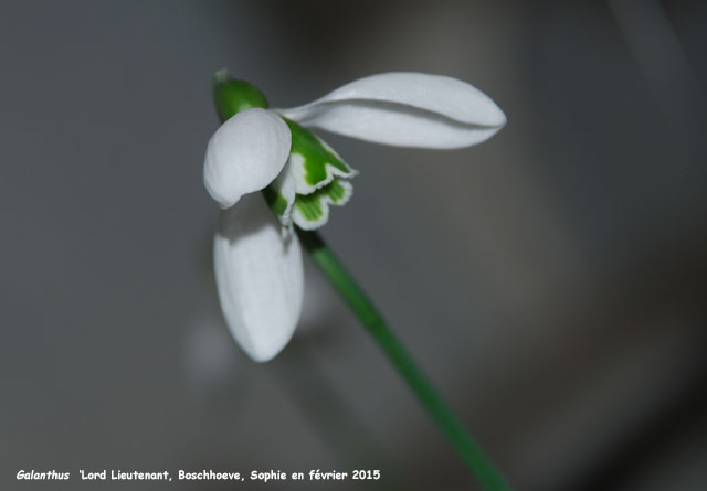 Galanthus 'Lord Lieutenant'