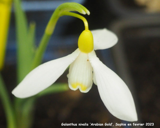 Galanthus nivalis 'Arabian Gold'