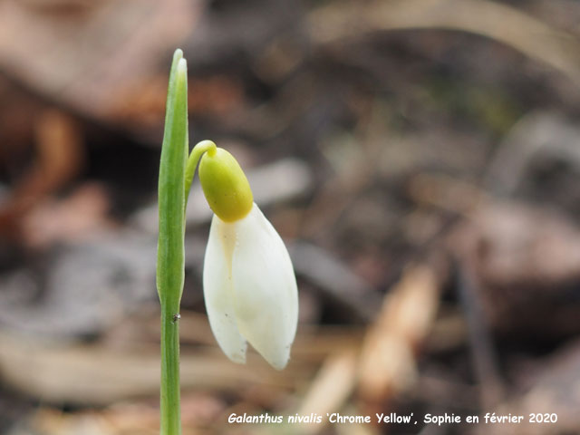 Galanthus nivalis 'Chrome Yellow'