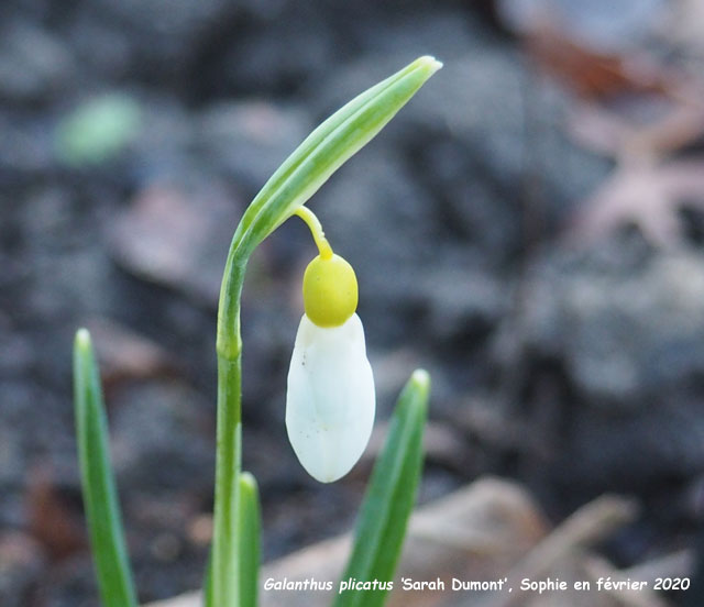 Galanthus plicatus 'Sarah Dumont'