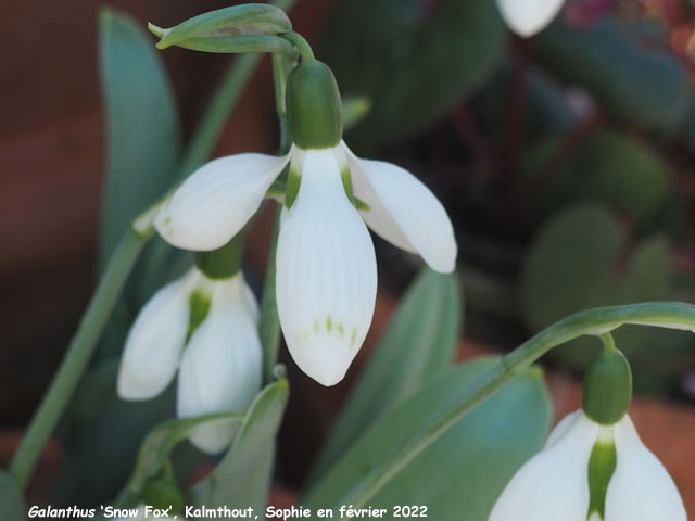 Galanthus 'Snow Fox'