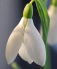 Galanthus plicatus 'Warham'