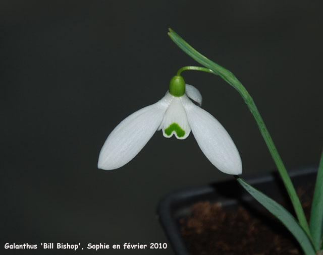 Galanthus 'Bill Bishop'