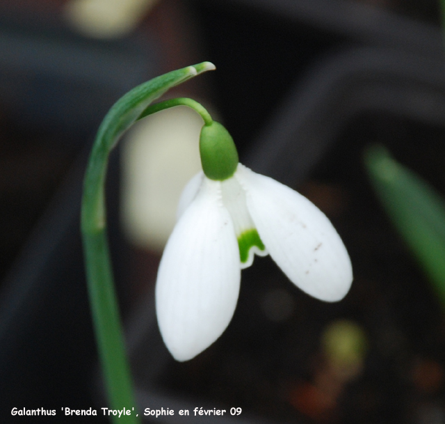 Galanthus 'Brenda Troyle'