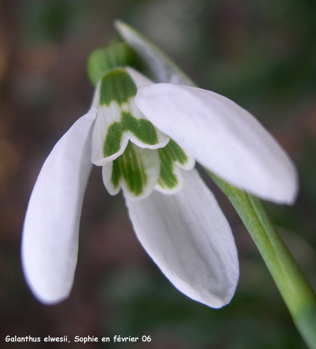 Galanthus elwesii