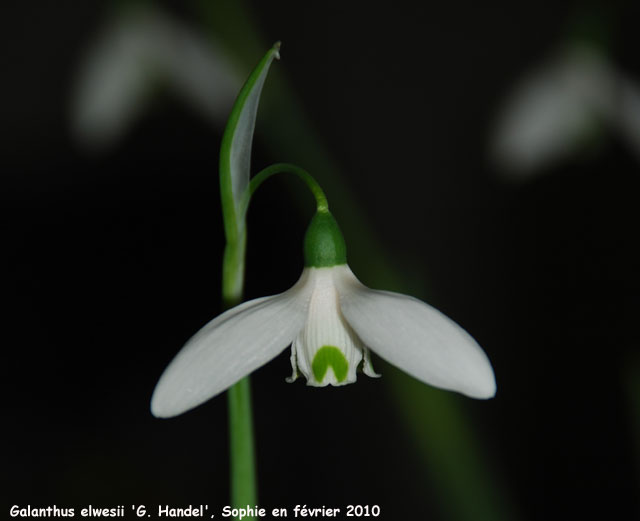 Galanthus elwesii 'G. Handel'