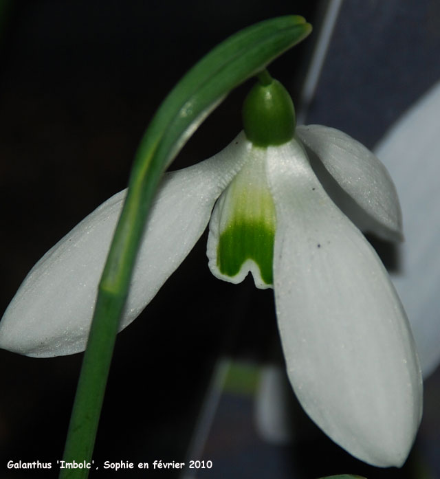 Galanthus 'Imbolc'