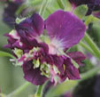 Geranium phaeum 'Joseph Green'