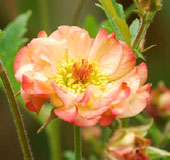 Geum 'Cosmopolitan'