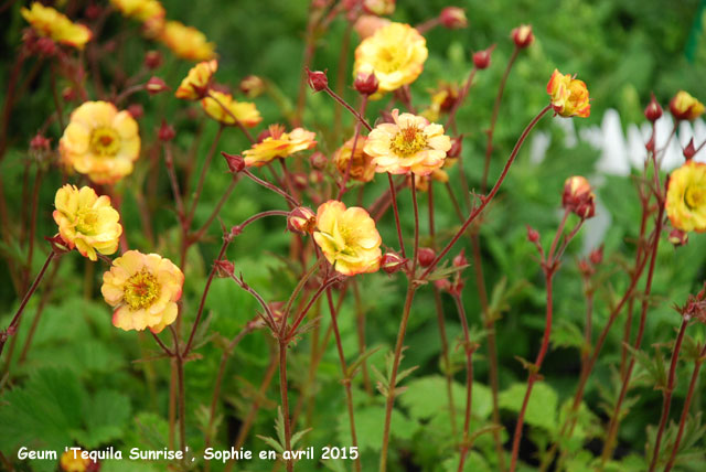 Geum 'Tequila Sunrise'