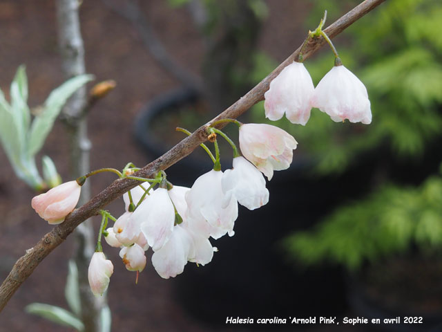 Halesia carolina 'Arnold Pink'