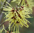 Hamamelis x intermedia 'Sunburst'