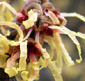 Hamamelis x intermedia 'Luna''