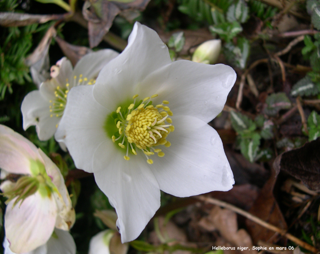 Helleborus niger