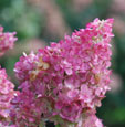 Hydrangea paniculata 'Vanille Fraise'