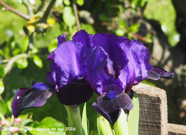 Iris 'Brannigan'