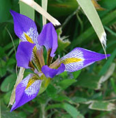 Iris unguicularis