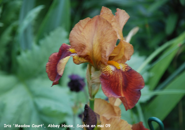 Iris 'Meadow Court'