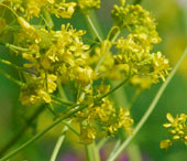 Isatis tinctoria