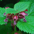 lamium orvala