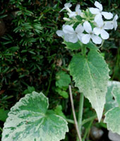 Lunaria anuua "Alba Variegata'