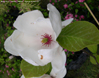 Magnolia x soulangeana 'Alba' Superba'