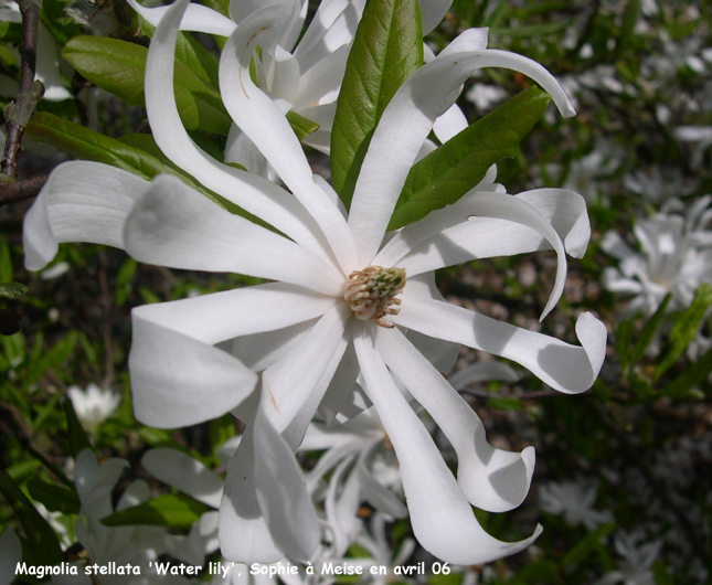 Magnolia stellata 'Waterlily'