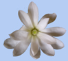 Magnolia stellata