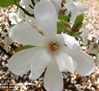 Magnolia x loebner 'Merrill'