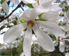 Magnolia x loebner 'Snowdrift''