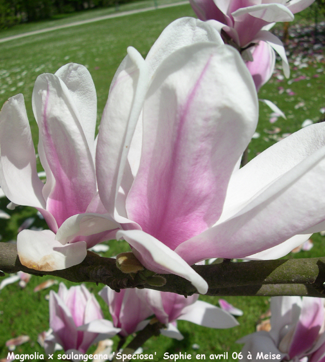 Magnolia x soulangeana 'Speciosa'