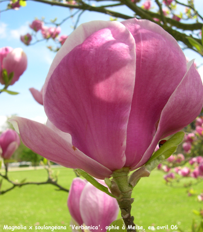 Magnolia x soulangeana 'Verbanica'