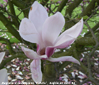 Magnolia x soulangeana 'Picture'