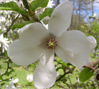 Magnolia obus 'Norman Gould'