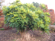 Mahonia x media 'Charity'