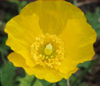 Meconopsis cambrica