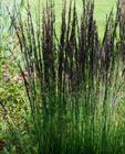 Molinia caerulea subsp. caerulea 'Moorhexe'j