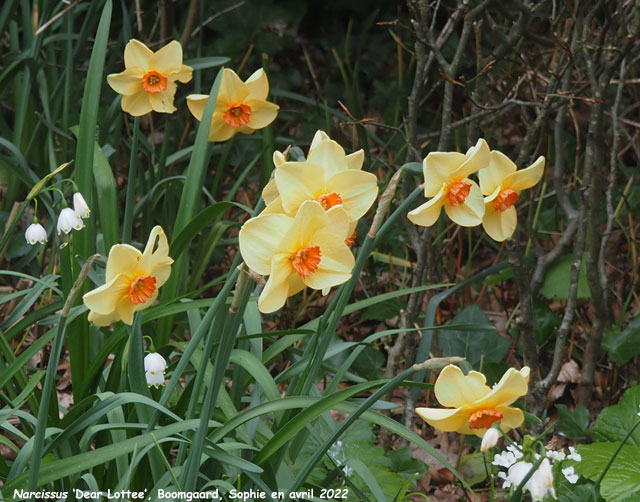 Narcissus 'Dear Lotte'