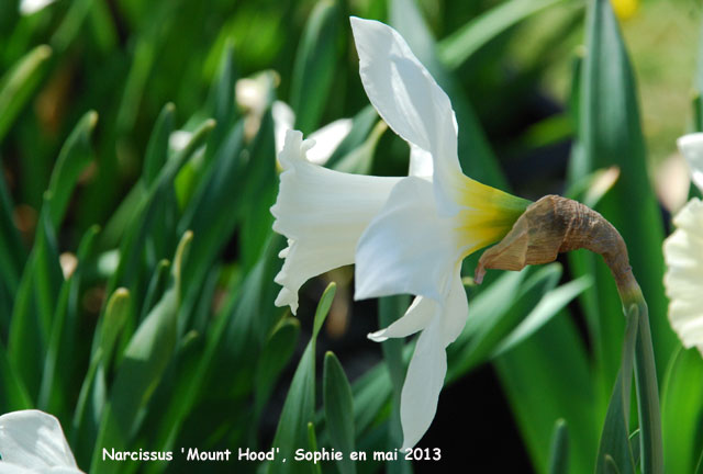 Narcissus 'Mount Hood'