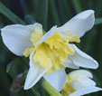 Narcissus 'Prom Dance'