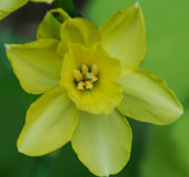 Narcissus 'Regeneration'