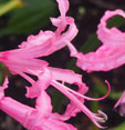 Nerine bowdenii